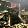 adoptable Cat in Baytown, TX named Binx