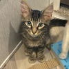 adoptable Cat in Baytown, TX named Jinx