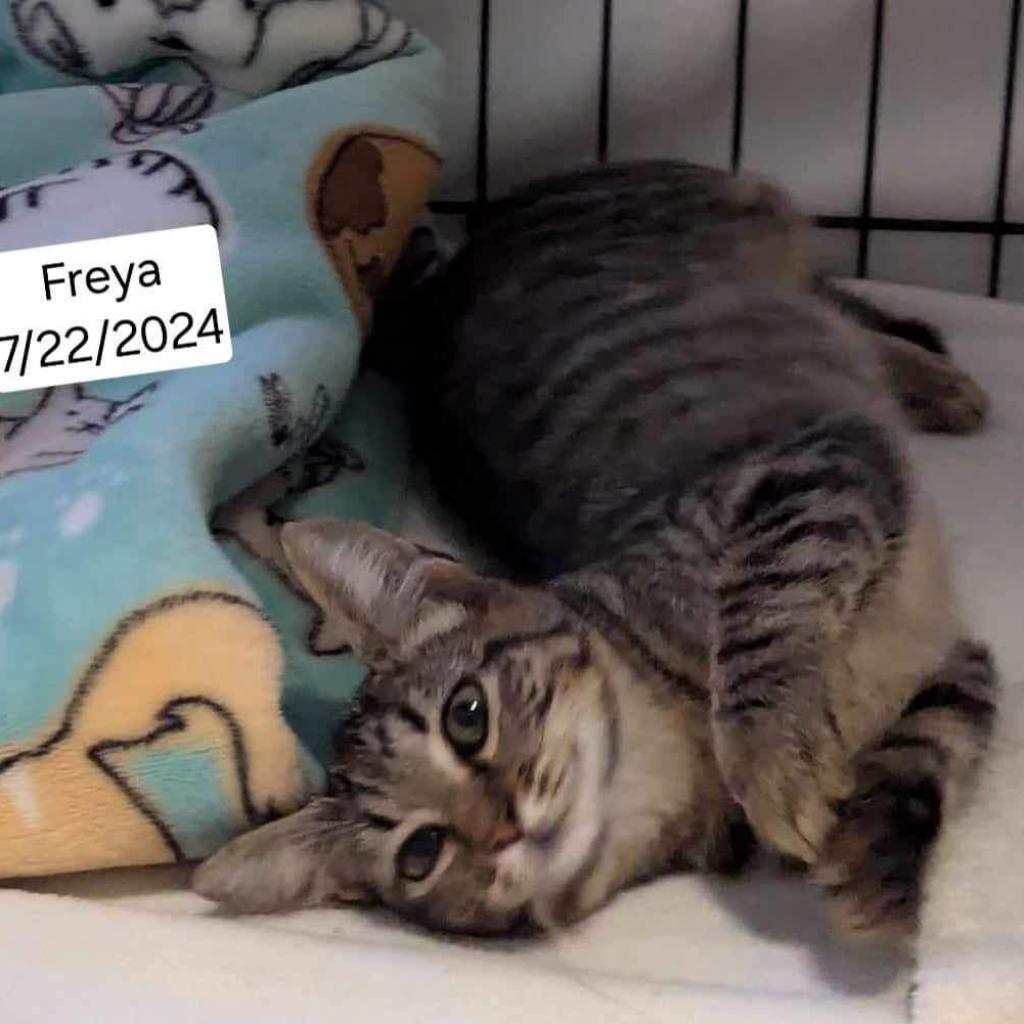 adoptable Cat in Baytown, TX named Freya