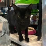 adoptable Cat in Baytown, TX named Raven