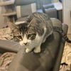 adoptable Cat in Baytown, TX named Rilee