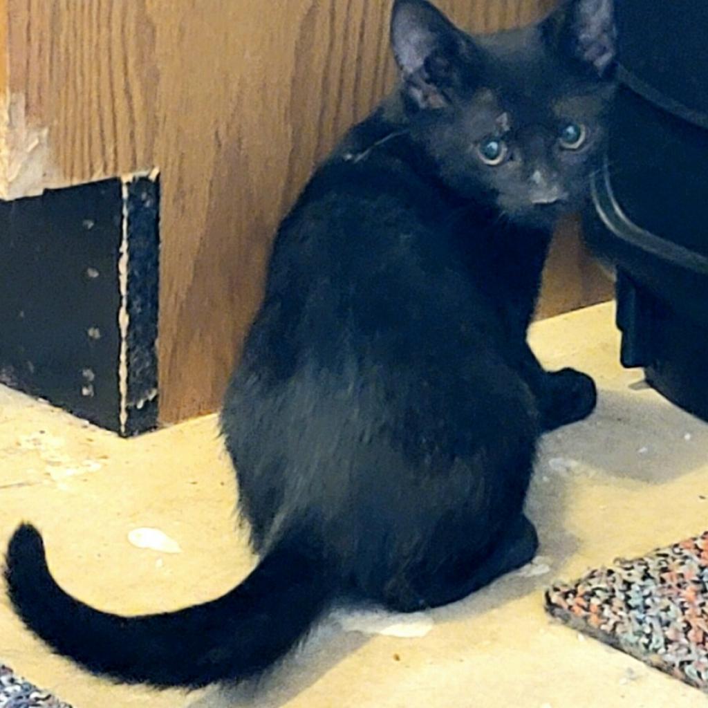 adoptable Cat in Baytown, TX named Onyx