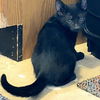 adoptable Cat in Baytown, TX named Onyx