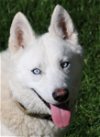 adoptable Dog in boise, ID named Blanco