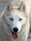 adoptable Dog in boise, id, ID named Coqueta/Coco