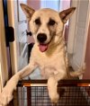 adoptable Dog in , ID named Haley