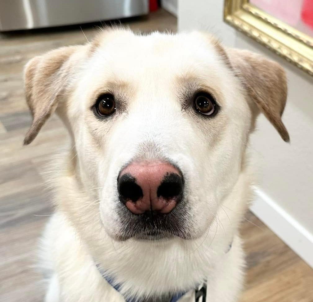 adoptable Dog in Boise, ID named Duke
