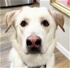 adoptable Dog in boise, id, ID named Duke