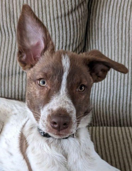 adoptable Dog in Boise, ID named Ginger