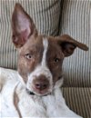 adoptable Dog in boise, id, ID named Ginger