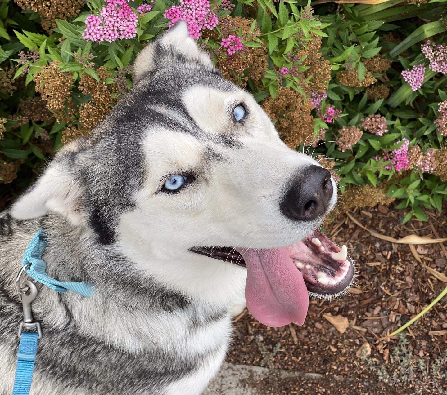 adoptable Dog in Boise, ID named Grüner/Rippy