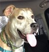 adoptable Dog in boise, ID named Buster