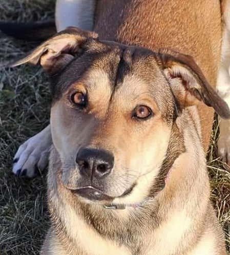 adoptable Dog in Boise, ID named Nova