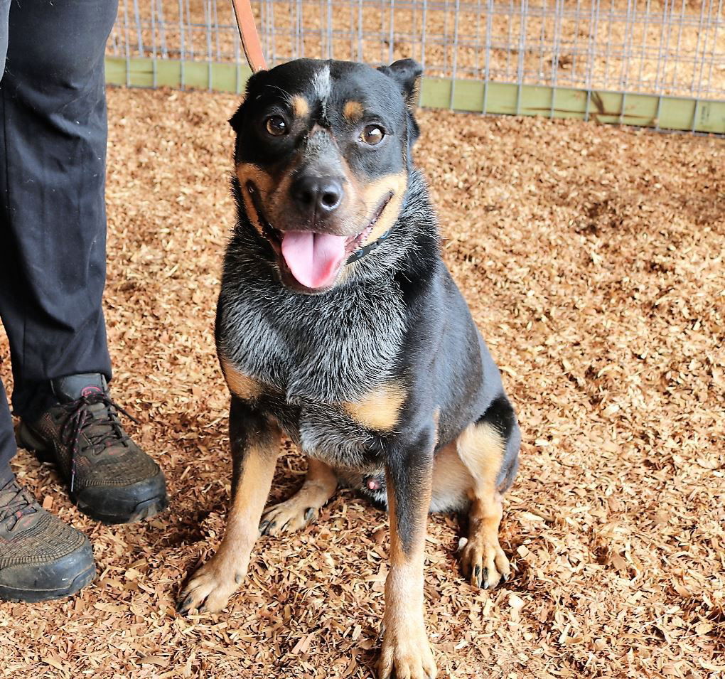 adoptable Dog in Lawrenceburg, TN named Rocket