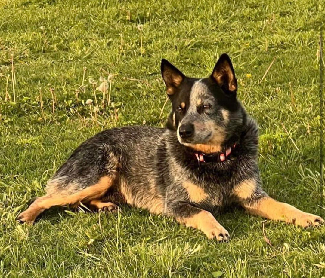 Dog for Adoption - Walker, a Australian Cattle Dog/Blue Heeler in Fort