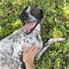 adoptable Dog in galveston, TX named Oreo