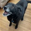 adoptable Dog in galveston, TX named Sierra