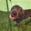 adoptable Dog in galveston, TX named Quico