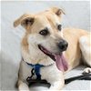 adoptable Dog in galveston, TX named Sam
