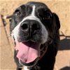 adoptable Dog in galveston, TX named Spot