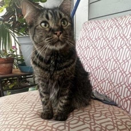 adoptable Cat in Galveston, TX named Nala