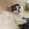 adoptable Cat in galveston, TX named Pinot