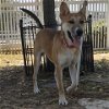 adoptable Dog in galveston, TX named Sultan