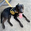 adoptable Dog in galveston, TX named Penelope