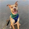 adoptable Dog in galveston, TX named Simba