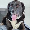 adoptable Dog in galveston, TX named Charlie