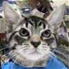 adoptable Cat in galveston, TX named Charlie