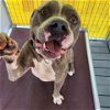 adoptable Dog in galveston, TX named Buddy