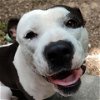 adoptable Dog in galveston, TX named Brandi