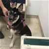 adoptable Dog in galveston, TX named Celeste