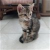 adoptable Cat in galveston, TX named Skye