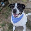 adoptable Dog in galveston, TX named Zach