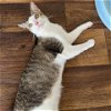adoptable Cat in galveston, TX named Zelda