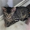 adoptable Cat in galveston, TX named Blippy