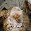 adoptable Cat in galveston, TX named Tangerine