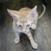 adoptable Cat in galveston, TX named Simba
