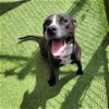 adoptable Dog in galveston, TX named Wally