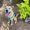 adoptable Dog in galveston, TX named Teddy