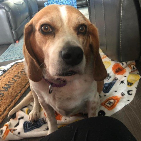 adoptable Dog in Galveston, TX named Bagel