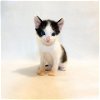 adoptable Cat in galveston, TX named Cricket