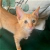 adoptable Cat in galveston, TX named Pumpkin