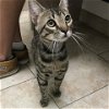 adoptable Cat in galveston, TX named Sid