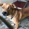 adoptable Dog in galveston, TX named Timmy