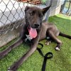 adoptable Dog in galveston, TX named Ozzy