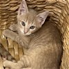 adoptable Cat in galveston, TX named Crash