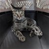 adoptable Cat in galveston, TX named Cody